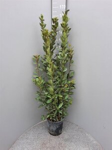 Laurus nobilis 125-150 cm cont. 10L - afbeelding 7