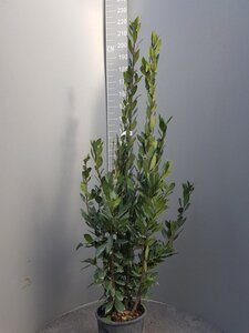 Laurus nobilis 125-150 cm cont. 10L - afbeelding 3