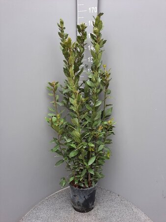 Laurus nobilis 125-150 cm cont. 10L - afbeelding 4