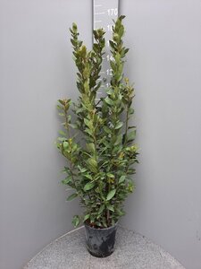 Laurus nobilis 125-150 cm cont. 10L - afbeelding 4
