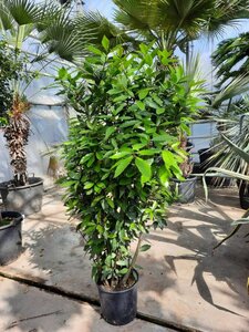 Laurus nobilis 125-150 cm cont. 10L - afbeelding 5