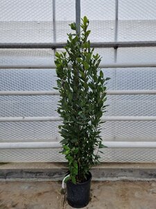 Laurus nobilis 125-150 cm cont. 10L - afbeelding 6