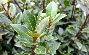 Laurus nobilis 190 cm cont. 20L