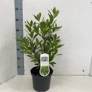 Laurus nobilis 35-40 cm cont. 3,0L