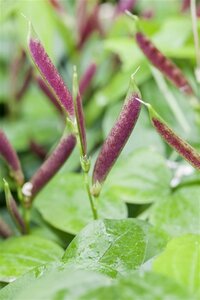 Lathyrus vernus geen maat specificatie 0,55L/P9cm