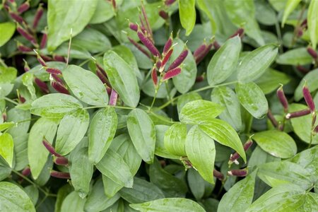 Lathyrus vernus geen maat specificatie 0,55L/P9cm - afbeelding 2