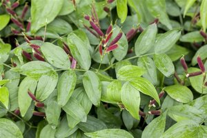 Lathyrus vernus geen maat specificatie 0,55L/P9cm - afbeelding 2