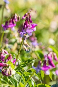 Lathyrus vernus geen maat specificatie 0,55L/P9cm - afbeelding 3