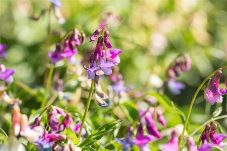 Lathyrus vernus geen maat specificatie 0,55L/P9cm - afbeelding 4