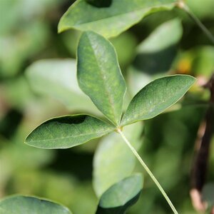 Laburnum wat. 'Vossii' 150-175 cm cont. 5,0L - afbeelding 7