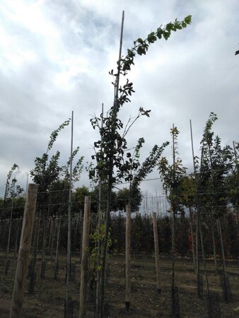 Laburnum wat. 'Vossii' 6-8 Hoogstam wortelgoed - afbeelding 5