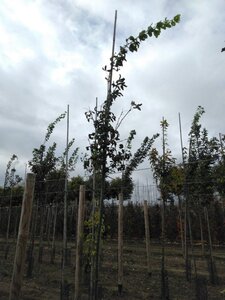 Laburnum wat. 'Vossii' 6-8 Hoogstam wortelgoed - afbeelding 5