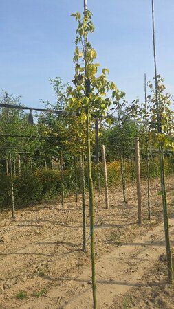 Laburnum wat. 'Vossii' 6-8 Hoogstam wortelgoed - afbeelding 1