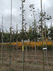 Laburnum wat. 'Vossii' 6-8 Hoogstam wortelgoed - afbeelding 4