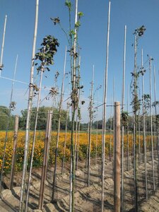 Laburnum wat. 'Vossii' 6-8 Hoogstam wortelgoed - afbeelding 3