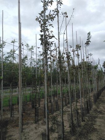 Laburnum wat. 'Vossii' 6-8 Hoogstam wortelgoed - afbeelding 2