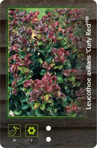 Leucothoe axillaris 'Curly Red' 30-40 cm cont. 5,0L