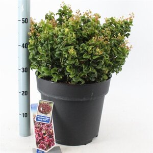 Leucothoe axillaris 'Curly Red' 40-50 cm cont. 15L