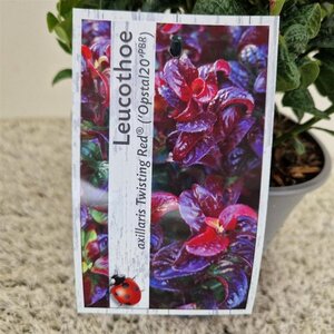 Leucothoe axillaris Twisting Red 20-25 cm cont. 2,5L
