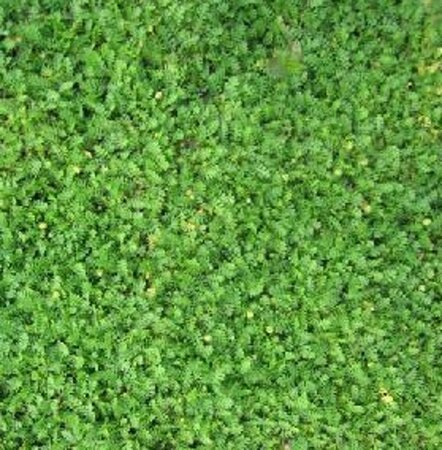 Leptinella dioica 'Minima' geen maat specificatie 0,55L/P9cm