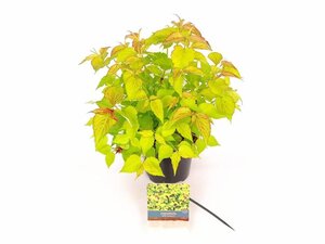 Leycesteria formosa Little Lanterns 30-40 cm cont. 3,0L