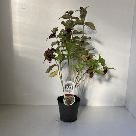 Leycesteria formosa 30-40 cm cont. 2,0L - afbeelding 2