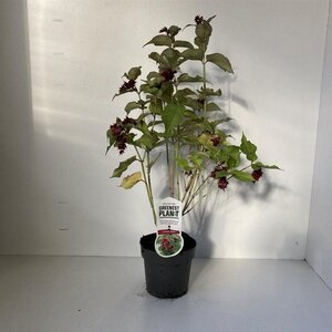 Leycesteria formosa 30-40 cm cont. 2,0L