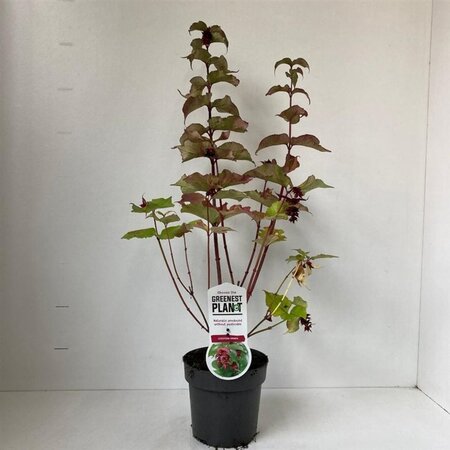 Leycesteria formosa 30-40 cm cont. 2,0L - afbeelding 3