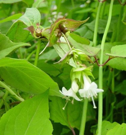 Leycesteria formosa 30-40 cm cont. 2,0L - afbeelding 1