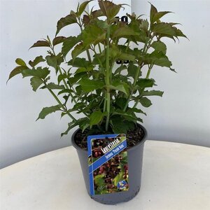 Leycesteria formosa 'Purple Rain' 30-40 cm cont. 3,0L