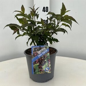 Leycesteria formosa 'Purple Rain' 30-40 cm cont. 3,0L