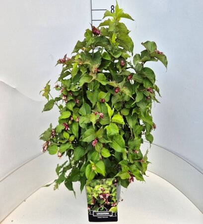 Leycesteria formosa 'Purple Rain' 60-80 cm cont. 10L - afbeelding 1