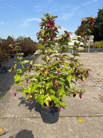 Leycesteria formosa 'Purple Rain' 60-80 cm cont. 10L