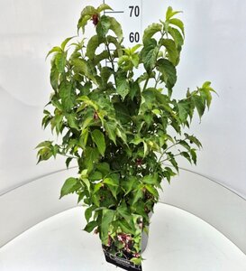 Leycesteria formosa 'Purple Rain' 60-80 cm cont. 10L - afbeelding 2