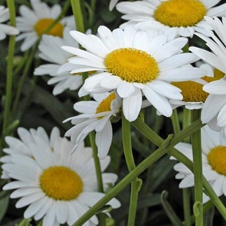 Leucanthemum (S) 'Polaris' geen maat specificatie 0,55L/P9cm - afbeelding 2