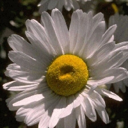Leucanthemum (S) 'Polaris' geen maat specificatie 0,55L/P9cm - afbeelding 3