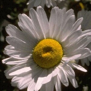 Leucanthemum (S) 'Polaris' geen maat specificatie 0,55L/P9cm - afbeelding 3