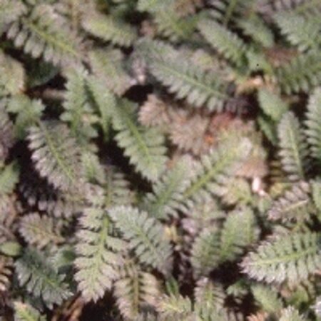 Leptinella potentillina geen maat specificatie 0,55L/P9cm