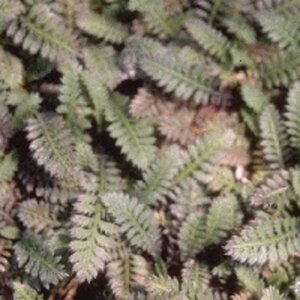 Leptinella potentillina geen maat specificatie 0,55L/P9cm