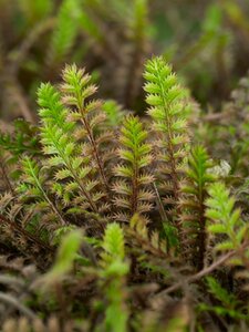 Leptinella squalida 'Platt's Black' geen maat specificatie 0,55L/P9cm - afbeelding 4