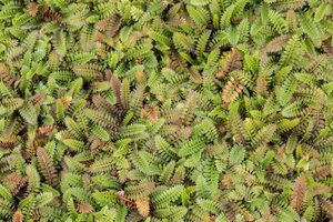 Leptinella squalida 'Platt's Black' geen maat specificatie 0,55L/P9cm - afbeelding 2