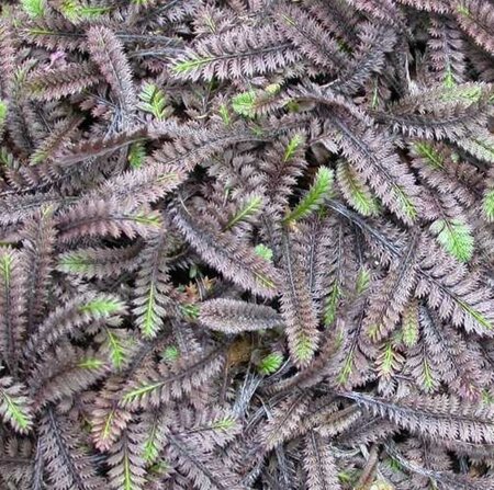 Leptinella squalida 'Platt's Black' geen maat specificatie 0,55L/P9cm - afbeelding 5