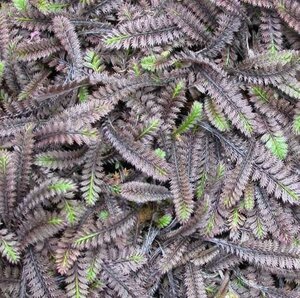 Leptinella squalida 'Platt's Black' geen maat specificatie 0,55L/P9cm - afbeelding 5