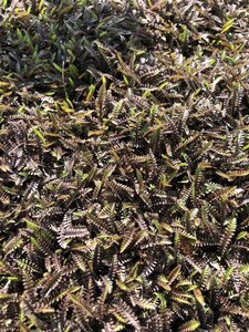 Leptinella squalida 'Platt's Black' geen maat specificatie 0,55L/P9cm - afbeelding 3