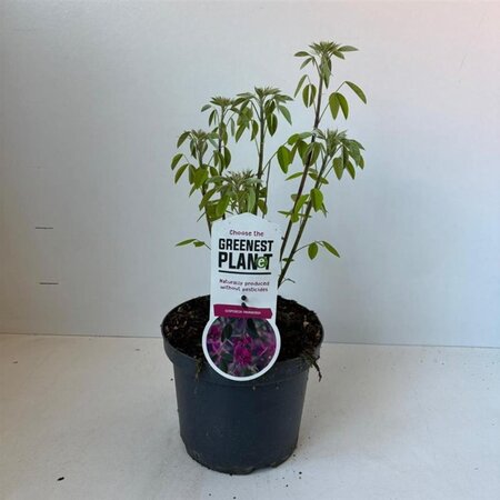 Lespedeza thunbergii 35-40 cm cont. 3,0L - afbeelding 1