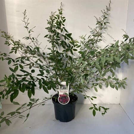 Lespedeza thunbergii 35-40 cm cont. 3,0L - afbeelding 2