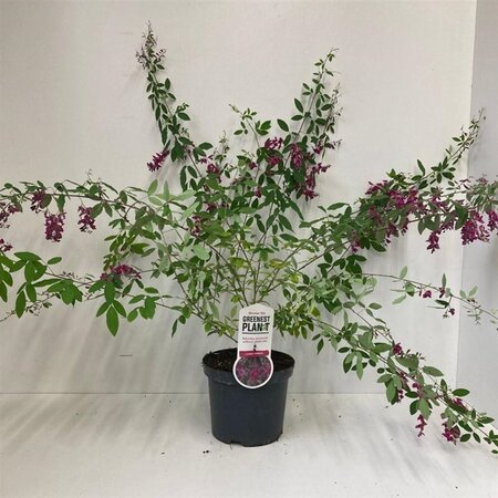 Lespedeza thunbergii 35-40 cm cont. 3,0L - afbeelding 3