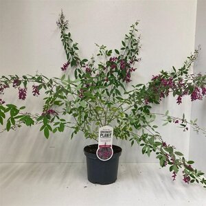 Lespedeza thunbergii 35-40 cm cont. 3,0L - afbeelding 3
