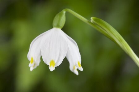 Leucojum vernum geen maat specificatie 0,55L/P9cm - image 2