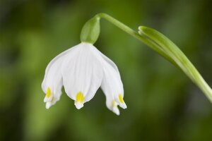 Leucojum vernum geen maat specificatie 0,55L/P9cm - image 2